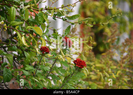 close up of garden flowers and foliage in countryside village Stock Photo