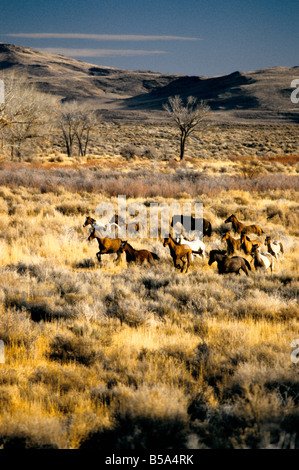 Wild Mustang herd running, high desert. Stock Photo