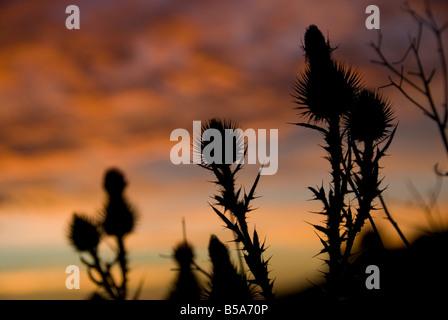 Silhouette of wild thistles against sunset sky Stock Photo