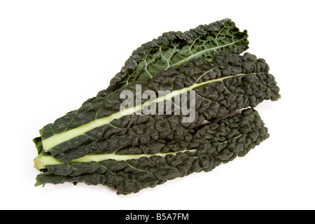 Cavolo Nero an Italian cabbage isolated on a white studio background. Stock Photo