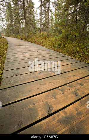 The Boardwalk along the Spruce Bog Trail, Algonquin Provincial Park, Ontario, Canada Stock Photo