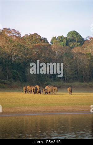 Elephants at the Periyar Wildlife Sanctuary, near Thekkady, Western Ghats, Kerala state, India Stock Photo