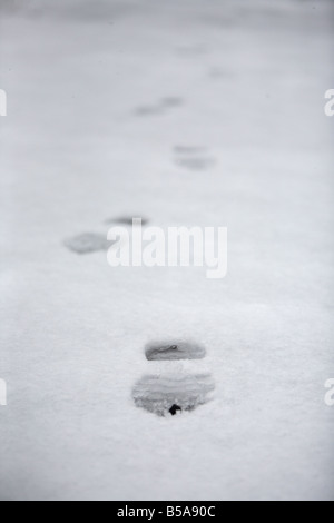 footprints in fresh snow county antrim northern ireland uk Stock Photo