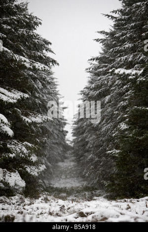 firebreak in a coniferous forest covered in snow county antrim northern ireland uk Stock Photo