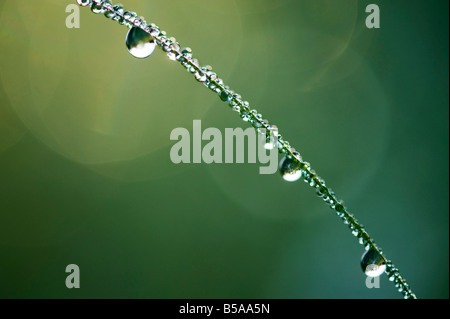 Dew drops on grass reflecting light in India. Macro Stock Photo