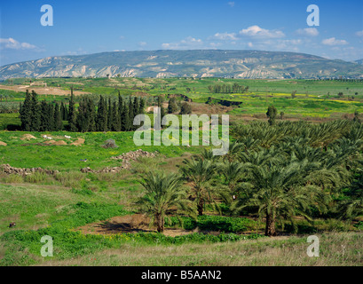 Palm trees and fields in the Jordan Valley, with hills in background, near Gesher, Israel, Middle East Stock Photo