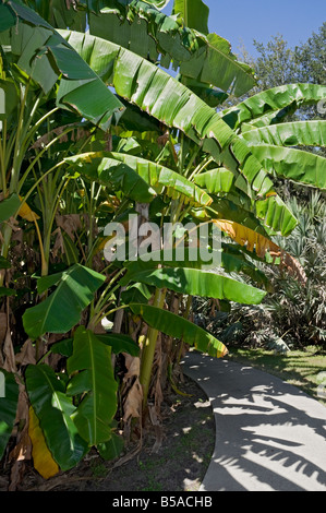 banana hybrid or cultivar Orinoco Musa acuminata x M balbisiana Stock Photo