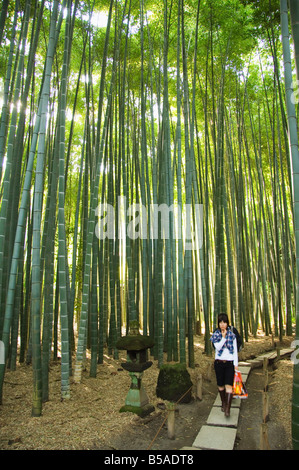 Bamboo Forest at Hokoku-ji Temple, Kamakura City, Kanagawa Prefecture, Honshu Island, Japan Stock Photo