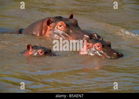 Hippos (Hippopotamus amphibius) relaxing in the Mara River, Masai Mara, Kenya, East Africa, Africa Stock Photo