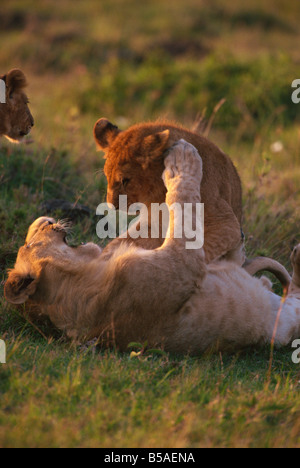 Lion cubs (Panthera leo) playing, Masai Mara, Kenya, East Africa, Africa Stock Photo