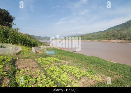 Crops on side of Mekong River at Gom Dturn, a Lao Luong Village in the Golden Triangle area of Laos, Indochina, Southeast Asia Stock Photo
