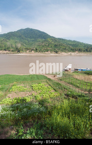 Crops on side of Mekong River at Gom Dturn, a Lao Luong Village in the Golden Triangle area of Laos, Indochina, Southeast Asia Stock Photo