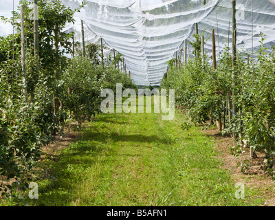 Large polytunnels / cloches protecting early growth of fruit trees Stock Photo