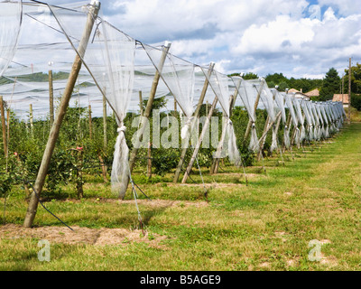 Large cloches protecting early growth of fruit trees in the French countryside Tarn et Garonne France Europe Stock Photo