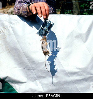A man holding a mouse caught in a trap Stock Photo