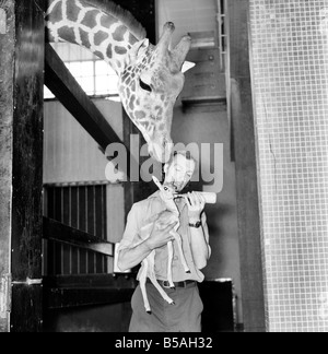 Giraffes are among the most inquisitive creatures at London Zoo. So when keeper Jeff Nicklin had to feed the baby Black Buck that had been abandoned by its Mother 'Hilary', the Giraffe just couldn't resist peeping over is shoulder. Of course, he was also hoping to get some of the milk. January 1981 Stock Photo