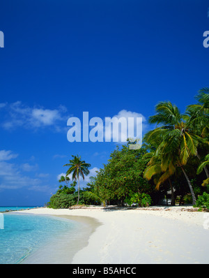 Tropical Beach Poster with Palm Trees and Blue Sky Stock Illustration