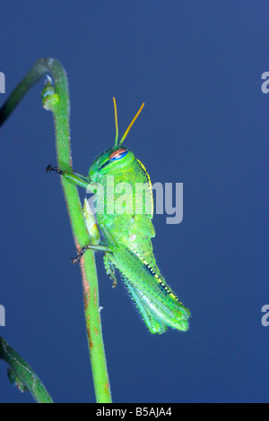 Egyptian Grasshopper, Anacridium aegyptium. Nymph on stem Stock Photo