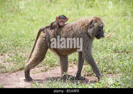 Olive baboon (Papio cynocephalus anubis) baby riding on its mother's back, Serengeti National Park, Tanzania, Africa Stock Photo
