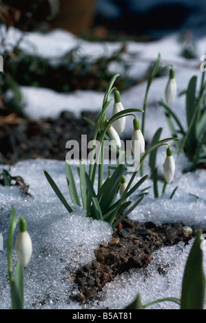 Snowdrops in spring Stock Photo