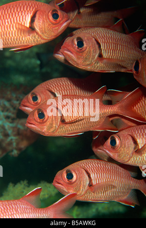 Schooling squirrel fish (Sargocentron species) are nocturnal, Similan Islands, Thailand, Southeast Asia