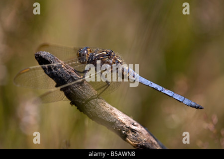 keeled skimmer Orthetrum coerulescens male dragonfly Stock Photo