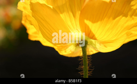 USA. Stock image of an yellow Iceland poppy glowing in the sunlight. Stock Photo