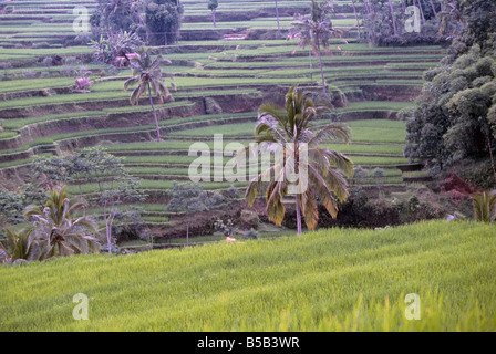 Terraced rice paddies and palm trees in the countryside of Bali Stock Photo