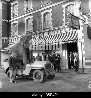 Elephant driving car. 1960 C34-001 Stock Photo