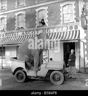 Elephant driving car. 1960 C34-003 Stock Photo