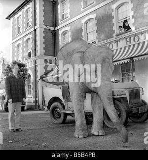 Elephant driving car. 1960 C34-004 Stock Photo