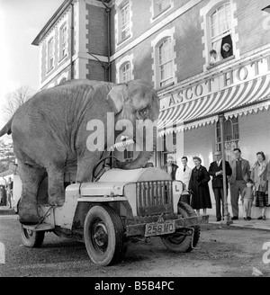 Elephant driving car. 1960 C34-005 Stock Photo