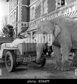 Elephant driving car. 1960 C34-006 Stock Photo