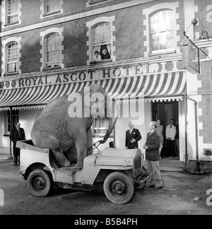 Elephant driving car. 1960 C34-007 Stock Photo