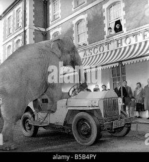 Elephant driving car. 1960 C34-011 Stock Photo