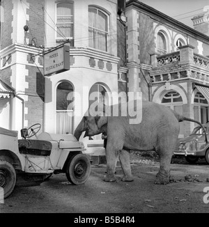 Elephant driving car. 1960 C34 Stock Photo