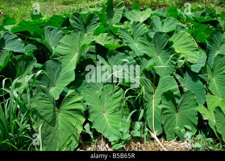 Callaloo a sort of Tobagian spinach Tobago West Indies Caribbean Central America Stock Photo