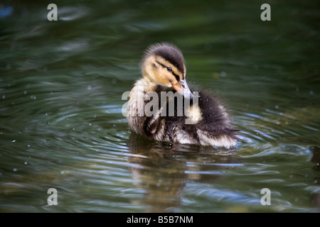 mallard duckling Anas platyrhynchos preening Stock Photo