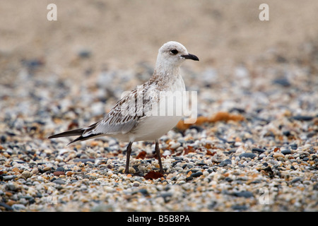 mediterranean gull Larus melanocephalus cornwall Stock Photo