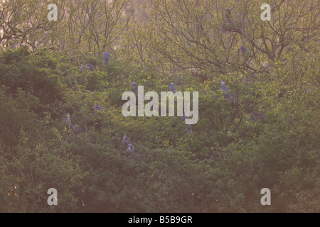 Several Grey Heron Ardea cinerea pairs at breeding heronry in trees with young at sunset at Gailey Reservoir, Staffordshire. Stock Photo