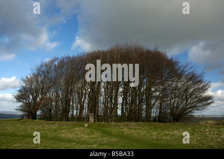 Small copse of beech trees on Win Green Stock Photo