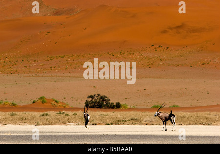 Two Gemsboks (Oryx gazella) in the Namib-Naukluft National Park, Namibia Stock Photo