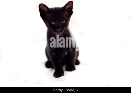 Six week old black kitten on a white background with slight drop shadow Stock Photo