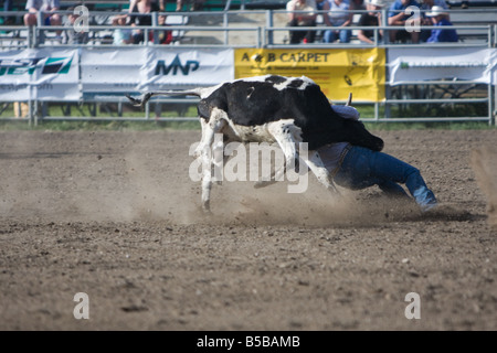 A cowboy wrestling down a calf during the steer wrestling or bulldogging competition at a rodeo. Stock Photo