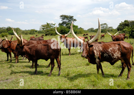 Ankole cows, Uganda, East Africa, Africa Stock Photo