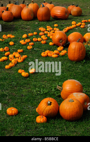 Large and very small Pumpkins lying in a grass field Stock Photo