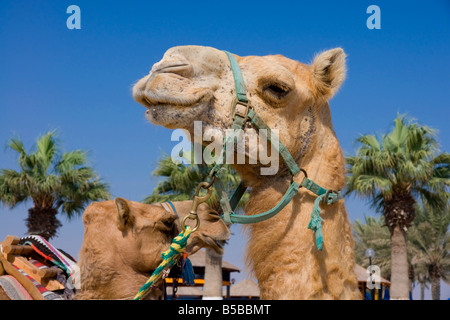 Camel, Sealine Beach Resort, Qatar, Middle East Stock Photo