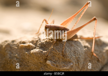 Great Green Bush cricket (Tettigonia viridissima) found in sand Stock Photo