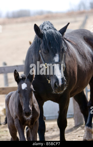 Percheron mare with foal at her side standing in a barn yard. Stock Photo