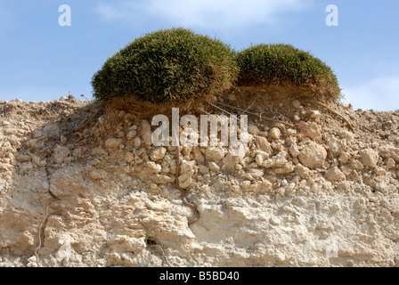 Dry cracked soil Stock Photo